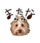 ドゥードルのメル（個別スタンプ：16）
