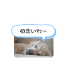 うちのバディ（個別スタンプ：2）