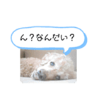 うちのバディ（個別スタンプ：3）