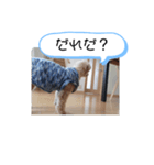 うちのバディ（個別スタンプ：8）