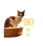 #名前はレモンパイ vol.1（個別スタンプ：10）