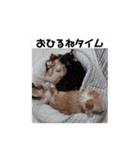 GOCHIHUA（個別スタンプ：20）