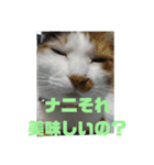 のんびりしましょ～（個別スタンプ：1）