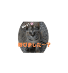 のんびりしましょ～（個別スタンプ：3）