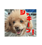 プードルのクゥロンパンチ3（個別スタンプ：1）