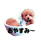 プードルのクゥロンパンチ3（個別スタンプ：3）