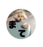 プードルのクゥロンパンチ3（個別スタンプ：7）