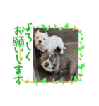 アメリカンブリー獅子丸のファミリー（個別スタンプ：1）