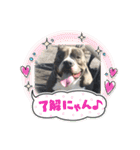 アメリカンブリー獅子丸のファミリー（個別スタンプ：3）