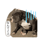 アメリカンブリー獅子丸のファミリー（個別スタンプ：19）