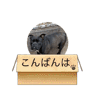 アメリカンブリー獅子丸のファミリー（個別スタンプ：23）