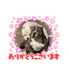 アメリカンブリー獅子丸のファミリー（個別スタンプ：27）