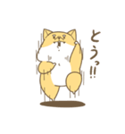 柴犬どうでしょう。（個別スタンプ：10）