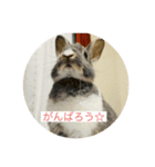 みにうさぎのぱーる（個別スタンプ：5）