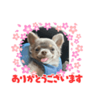 イザベラチワワののロン君（個別スタンプ：7）
