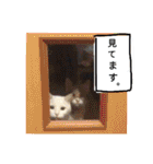 キャツら・1（個別スタンプ：40）