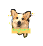 コーギーのきゅう です（個別スタンプ：1）