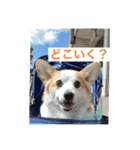 コーギーのきゅう です（個別スタンプ：2）