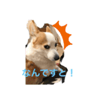 コーギーのきゅう です（個別スタンプ：4）