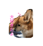 コーギーのきゅう です（個別スタンプ：5）