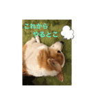 コーギーのきゅう です（個別スタンプ：6）