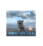 コーギーのきゅう です（個別スタンプ：8）