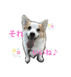 コーギーのきゅう です（個別スタンプ：9）