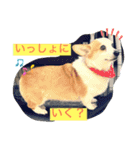 コーギーのきゅう です（個別スタンプ：10）