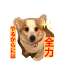 コーギーのきゅう です（個別スタンプ：11）