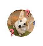 コーギーのきゅう です（個別スタンプ：12）