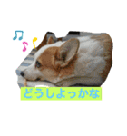 コーギーのきゅう です（個別スタンプ：15）