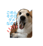 コーギーのきゅう です（個別スタンプ：16）