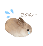 うさぎ写真スタンプ【まろん】（個別スタンプ：5）