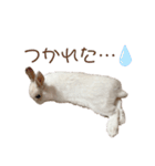 うさぎ写真スタンプ【まろん】（個別スタンプ：7）