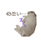 うさぎ写真スタンプ【まろん】（個別スタンプ：8）