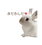 うさぎ写真スタンプ【まろん】（個別スタンプ：15）