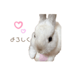 うさぎ写真スタンプ【まろん】（個別スタンプ：16）