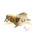 オカメインコちゃんの日常スタンプ♡1（個別スタンプ：1）