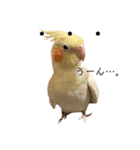 オカメインコちゃんの日常スタンプ♡1（個別スタンプ：2）