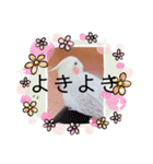 オカメインコちゃんの日常スタンプ♡1（個別スタンプ：3）