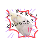 オカメインコちゃんの日常スタンプ♡1（個別スタンプ：4）