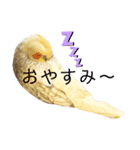 オカメインコちゃんの日常スタンプ♡1（個別スタンプ：5）