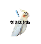 オカメインコちゃんの日常スタンプ♡1（個別スタンプ：6）