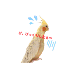 オカメインコちゃんの日常スタンプ♡1（個別スタンプ：7）