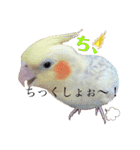 オカメインコちゃんの日常スタンプ♡1（個別スタンプ：8）