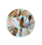 オカメインコちゃんの日常スタンプ♡1（個別スタンプ：9）