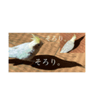 オカメインコちゃんの日常スタンプ♡1（個別スタンプ：12）