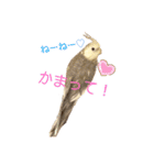 オカメインコちゃんの日常スタンプ♡1（個別スタンプ：13）