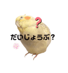 オカメインコちゃんの日常スタンプ♡1（個別スタンプ：16）