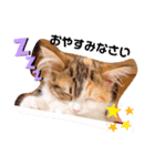 3ニャンズSHM（個別スタンプ：2）